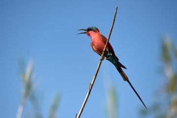 Potret Taman Nasional Chobe di Botswana