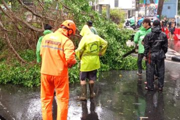 Pohon beringin tumbang di Jalan Probolinggo Gondangdia