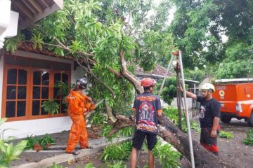 BPBD Bantul: Cuaca ekstrem sebabkan pohon tumbang dan rumah roboh