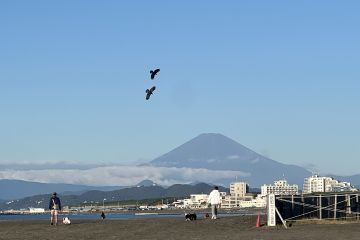 Fenomena langka, Gunung Fuji masih tak bersalju hingga awal November