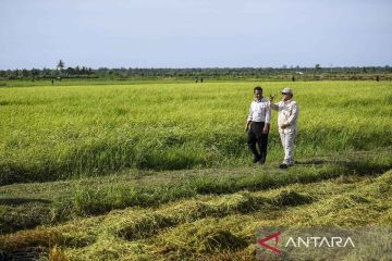 Mentan targetkan PDB pertanian naik jadi 4,81 persen pada 2029