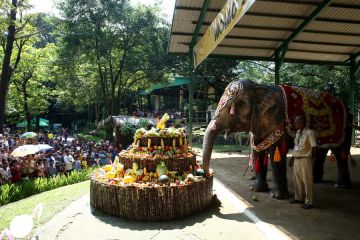 Momo si gajah di Kebun Binatang Yangon, Myanmar rayakan HUT ke-71