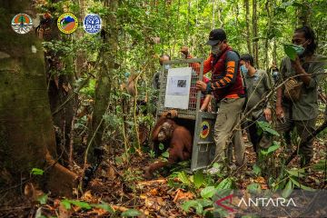 BKSDA Kalbar dan YIARI lepasliarkan tujuh orangutan