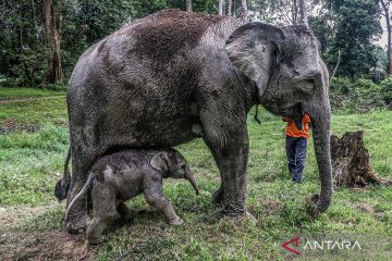 Beginilah Ngatini melahirkan bayi gajah Sumatera di Kampar