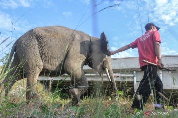Tol Pekanbaru Dumai miliki lima terowongan khusus gajah