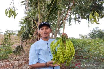 Ketika petai asal Pati tembus pasar Jepang