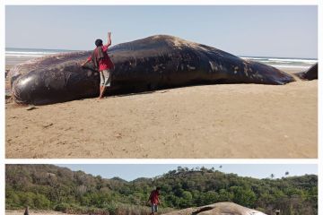 Seekor paus sperma terdampar di pesisir pantai Sumba Timur