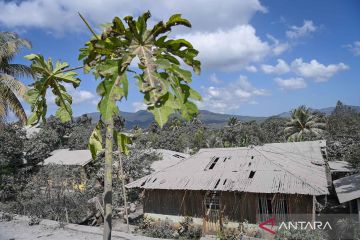 Begini dampak bencana erupsi Gunung Lewotobi Laki-Laki