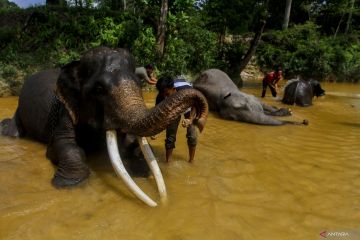 Pusat konservasi gajah Riau