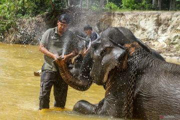 Pusat konservasi gajah Riau