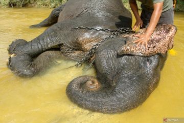 Pusat konservasi gajah Riau