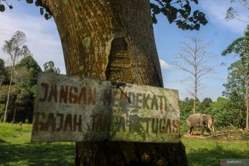 Pusat konservasi gajah Riau