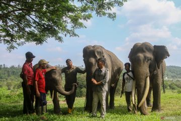 Pusat konservasi gajah Riau