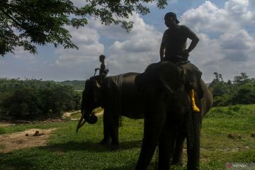 Pusat konservasi gajah Riau