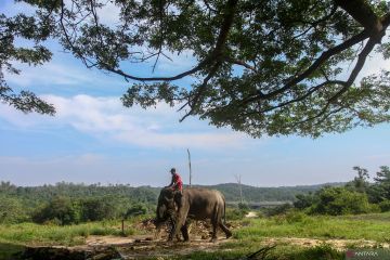 Pusat konservasi gajah Riau