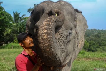 Pusat konservasi gajah Riau