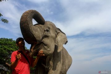 Pusat konservasi gajah Riau