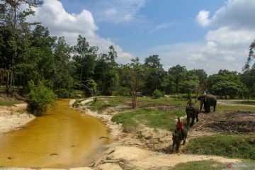 Pusat konservasi gajah Riau