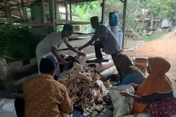 Dosen Unja ajarkan penggunaan limbah batang pisang jadi pakan ternak