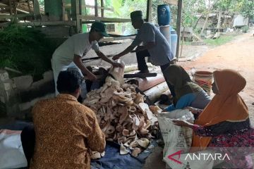 Dosen Unja ajarkan penggunaan limbah batang pisang jadi pakan ternak