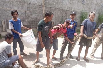 Ular sanca 3,5 meter dievakuasi dari rumah warga di Lampung Selatan