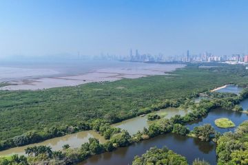 Perjanjian bangun pusat mangrove internasional diteken di China