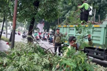 Pemkot Jakpus pangkas 10.885 pohon antisipasi tumbang saat hujan