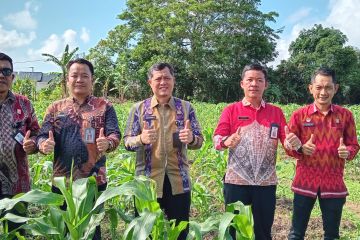 Lapas Pangkalpinang kembangkan kebun jagung dukung Asta Cita Presiden