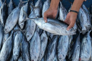 BRIN tengah kembangkan vaksin ikan untuk jaga produktivitas pangan