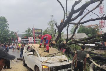 Pohon tumbang di Jaktim timpa dua mobil