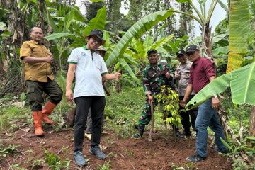 KLH dan Kodim  tanam 1.000 pohon durian varietas asli  Banyumas