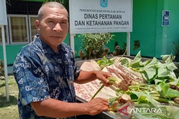 Kelompok tani perempuan Supiori ikut menanam keladi