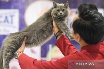 Kontes kucing internasional 2024 mengutamakan penilaian kesehatan, keindahan, dan anatomi tubuh kucing