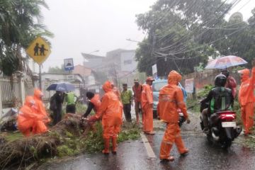 BPBD DKI tangani 339 pohon tumbang selama periode Januari-November