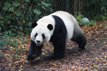 Tiga panda raksasa di kebun binatang Belgia akan pulang ke China