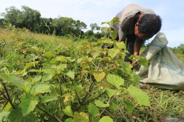 Hilirisasi nilam bawa Aceh ke Pasar Dunia