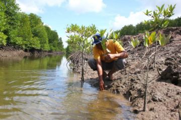 Pakar: Pelatihan mangrove pada guru tingkatkan literasi generasi Z