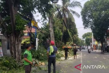 Tamhut Jaktim gencar lakukan pemangkasan pohon antisipasi tumbang