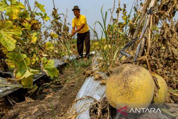 Cuaca ekstrem dua pekan terkhir akibatkan gagal panen melon di Nganjuk, Jatim