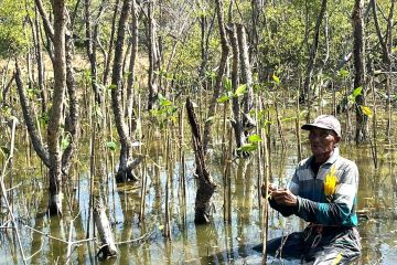 Pemkot Surabaya dan WVI kampanyekan mangrove bisa tingkatkan ekonomi