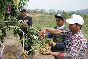 SIG berikan pendampingan kepada 361 petani pesanggem Rembang, Jateng