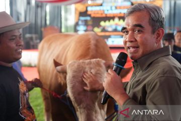 Ketua MPR lelang 1 ton sapi untuk disumbangkan korban Gunung Lewotobi