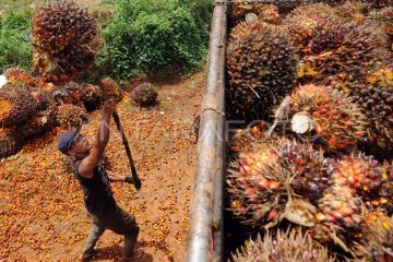 Perkebunan sawit rakyat dapat dukung program biodiesel B50