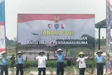 TNI AU manfaatkan lahan lanud jadi sawah demi perkuat ketahanan pangan