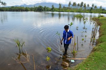 Pastikan keberlanjutan, BRGM libatkan masyarakat rehabilitasi mangrove