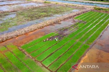 Kementan jelaskan perhitungan pendapatan Brigade Swasembada Pangan