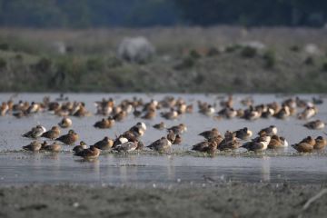 Berkenalan dengan hewan-hewan di Suaka Margasatwa Pobitora di India