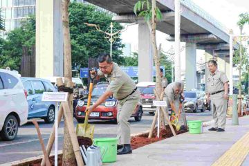 Kurangi polusi, DKI tanam ratusan pohon tabebuya di Kuningan