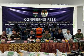 Tim Gakkum KLHK gagalkan 1.180 kilogram sisik trenggiling di Sumut