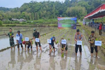 Pemkab Sleman tanam padi organik Sembada Merah di Sumberejo